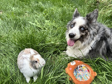 Entry image for Gwen (dog) and Latte (bunny) . Clicking this image will show a larger photo