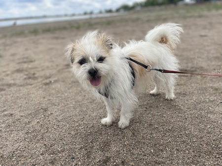 Entry image for Odie . Clicking this image will show a larger photo