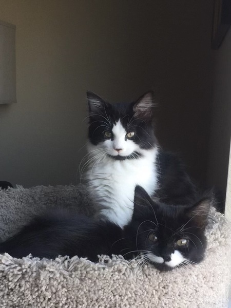Entry image for Muffin & Izzy. Clicking this image will show a larger photo