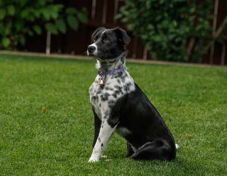 Entry image for Juniper. Clicking this image will show a larger photo