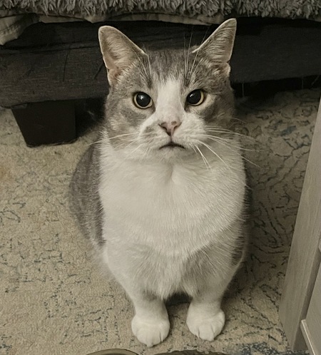 Entry image for Wile E. Coyote. Clicking this image will show a larger photo