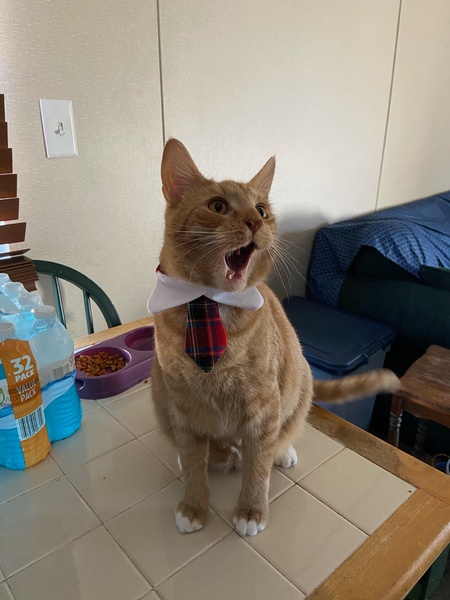 Entry image for Zeus. Clicking this image will show a larger photo