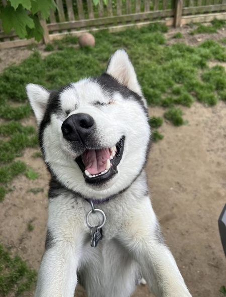 Entry image for Mouse. Clicking this image will show a larger photo