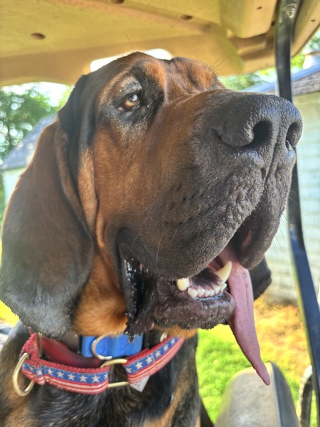 Entry image for Boomer. Clicking this image will show a larger photo