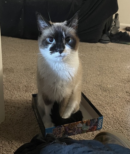 Entry image for Gracie Mae . Clicking this image will show a larger photo