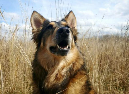 Entry image for Maya. Clicking this image will show a larger photo