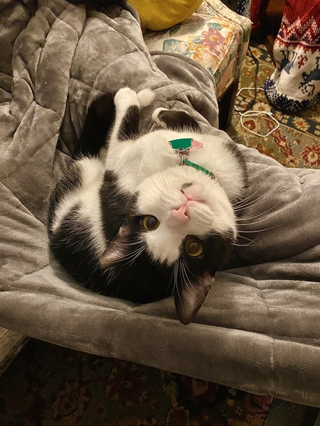 Entry image for Dip. Clicking this image will show a larger photo