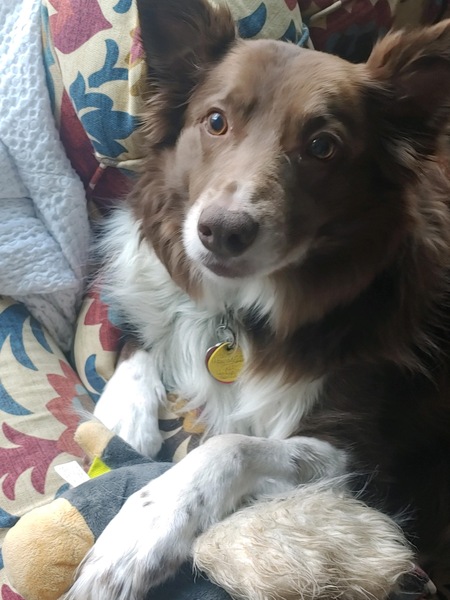 Entry image for Kip. Clicking this image will show a larger photo