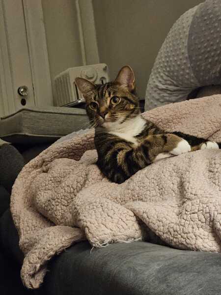 Entry image for Oscar. Clicking this image will show a larger photo