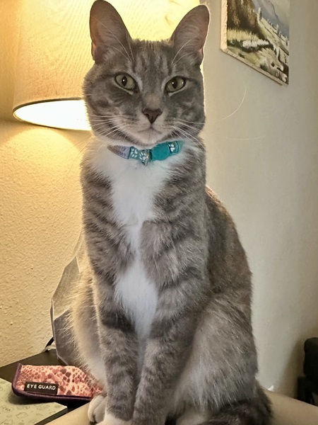 Entry image for Stormy . Clicking this image will show a larger photo