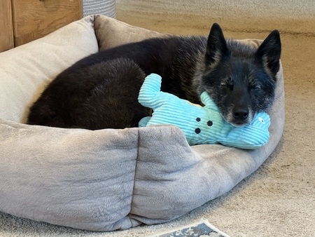 Entry image for Fiona. Clicking this image will show a larger photo