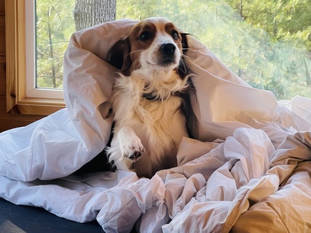 Entry image for Sieger. Clicking this image will show a larger photo