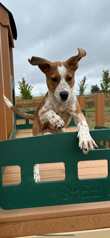 Entry image for Ollie. Clicking this image will show a larger photo