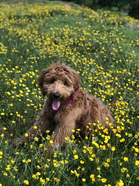 Entry image for Darby. Clicking this image will show a larger photo