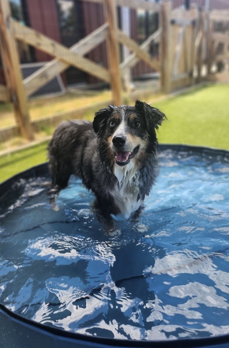 Entry image for Royal . Clicking this image will show a larger photo