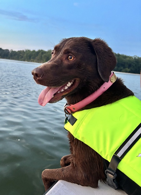 Entry image for Jingle Belle. Clicking this image will show a larger photo