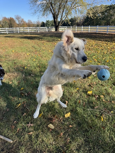 Entry image for Connan. Clicking this image will show a larger photo