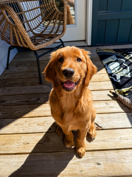 Entry image for Piper. Clicking this image will show a larger photo