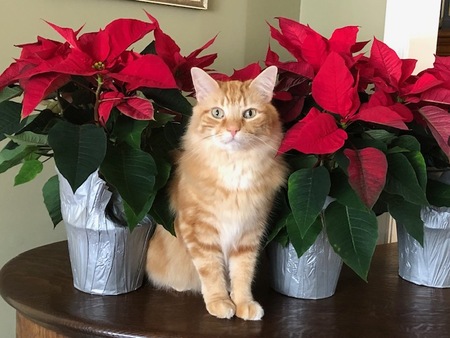 Entry image for Rocket J. Squirrel. Clicking this image will show a larger photo