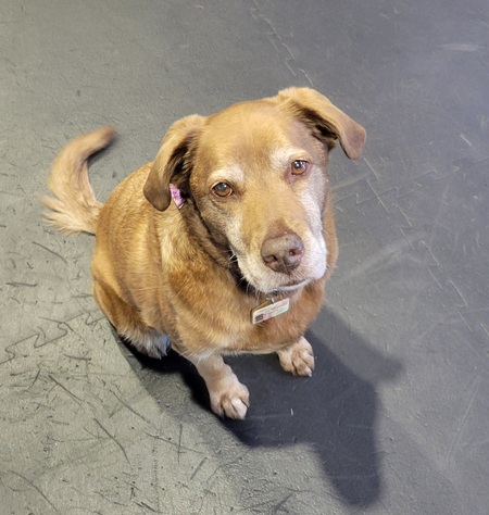 Entry image for Violet. Clicking this image will show a larger photo