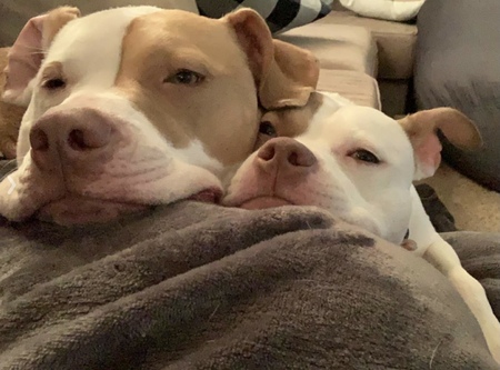 Entry image for Nugget and Peaches . Clicking this image will show a larger photo