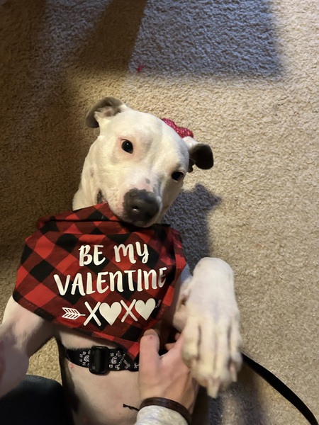 Entry image for Daisy (Formerly known as K Soufflé). Clicking this image will show a larger photo