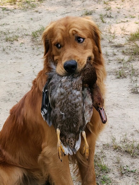 Entry image for Theophilus. Clicking this image will show a larger photo