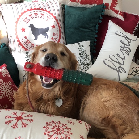 Entry image for Theodore. Clicking this image will show a larger photo