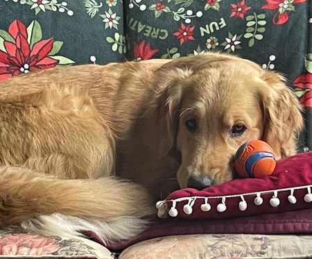 Entry image for Ruffian. Clicking this image will show a larger photo