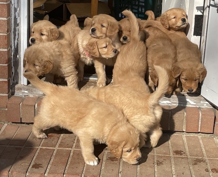 Entry image for Hamish, Theo, Otis, Gretl, Zhizhi, Boo, Cooper, Bailey, Dixie, Peyton, Daisy. Clicking this image will show a larger photo