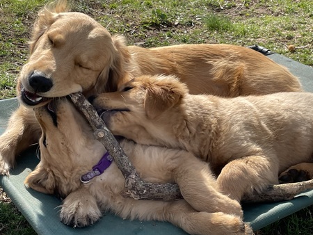 Entry image for Ruffian with her babies Daisy & Theo. Clicking this image will show a larger photo