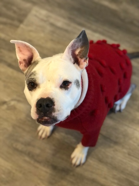 Entry image for Olivia. Clicking this image will show a larger photo