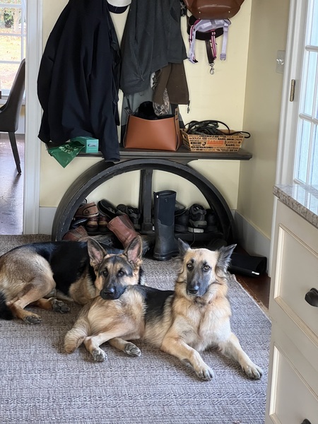 Entry image for Thor and Midge. Clicking this image will show a larger photo