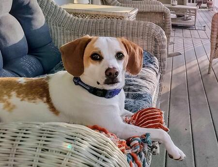 Entry image for SAMMY. Clicking this image will show a larger photo