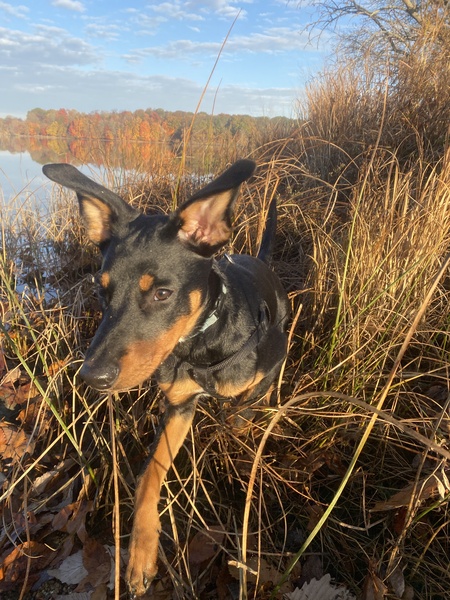 Entry image for Pazey. Clicking this image will show a larger photo