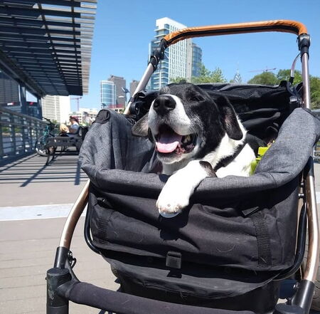 Entry image for Hank. Clicking this image will show a larger photo