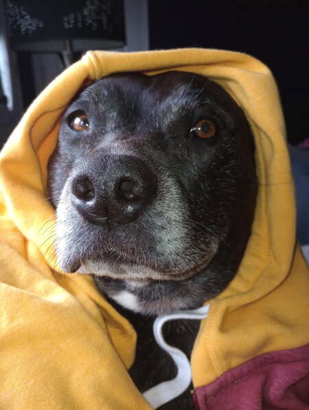 Entry image for Ruckus. Clicking this image will show a larger photo