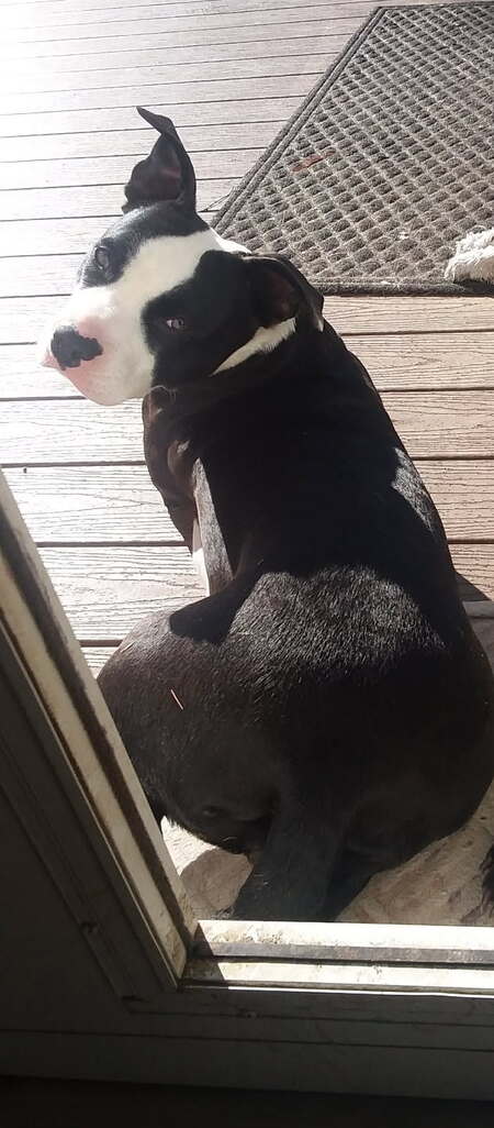 Entry image for Piper. Clicking this image will show a larger photo