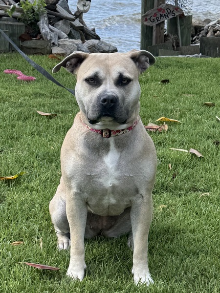 Entry image for Penny. Clicking this image will show a larger photo