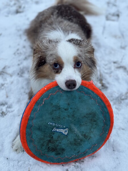 Entry image for Millie. Clicking this image will show a larger photo