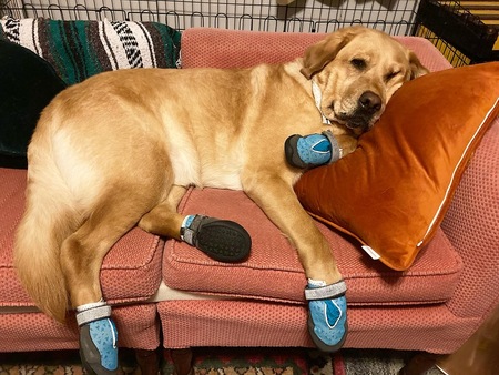 Entry image for Cricket. Clicking this image will show a larger photo