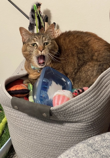 Entry image for Luna. Clicking this image will show a larger photo