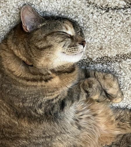 Entry image for Simba. Clicking this image will show a larger photo