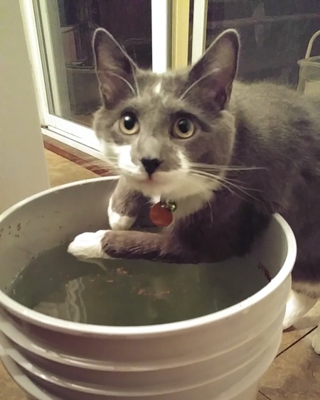 Entry image for Milo. Clicking this image will show a larger photo