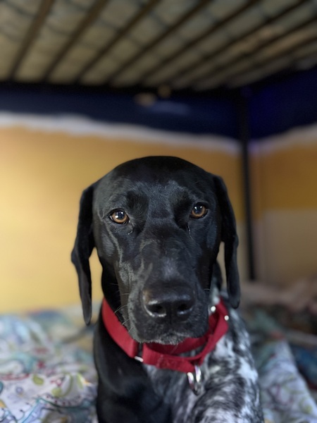 Entry image for Shiloh. Clicking this image will show a larger photo