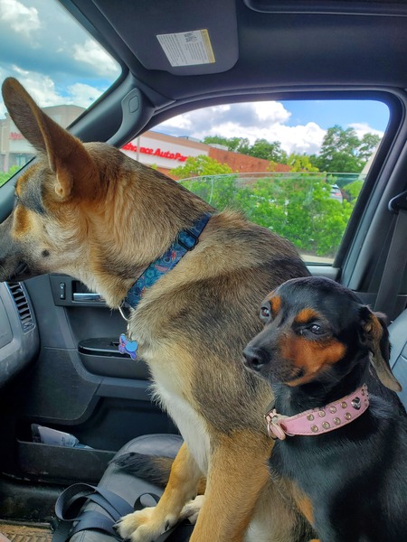 Entry image for Smokey & JoJo. Clicking this image will show a larger photo