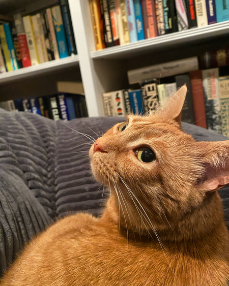 Entry image for Maggie. Clicking this image will show a larger photo