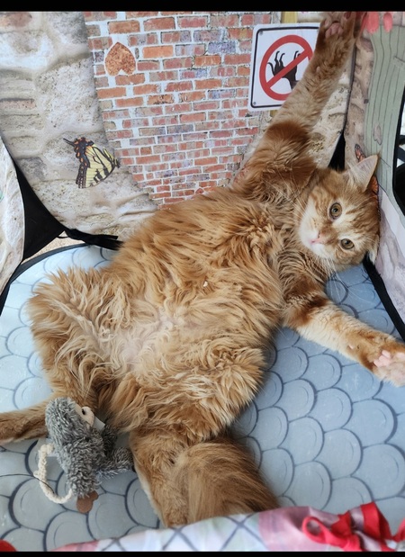 Entry image for Cinnamon . Clicking this image will show a larger photo