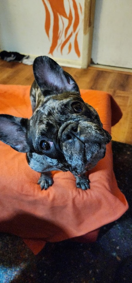 Entry image for Luna (Brioche) . Clicking this image will show a larger photo