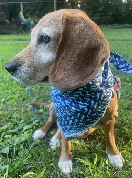 Entry image for Ripley. Clicking this image will show a larger photo